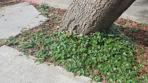 Ground Covers to Grow Under the Oak Tree