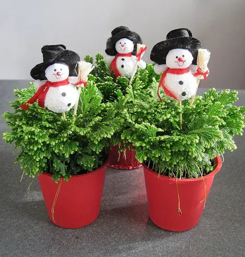 Best Outdoor Christmas Plants