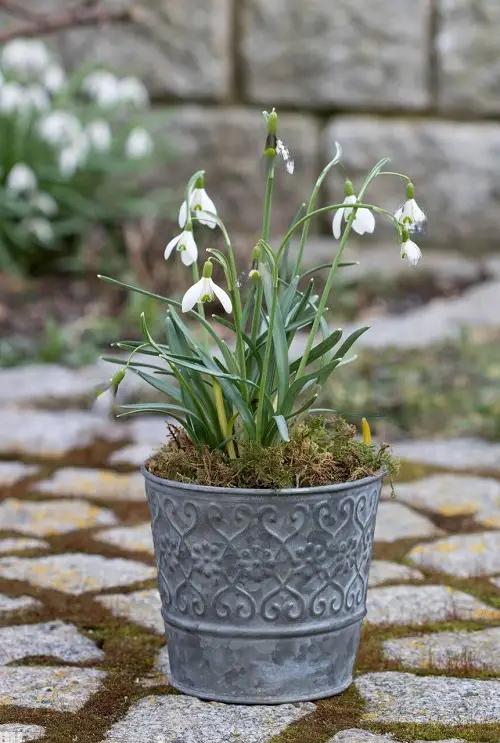 Best January Birth Flowers 