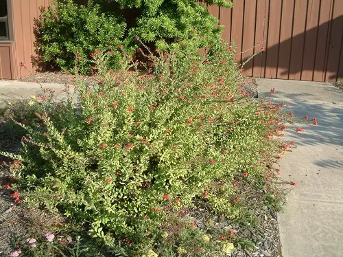 Best Shrubs to Grow Under the Oak Tree