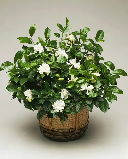 Gorgeous Night Blooming Flowers
