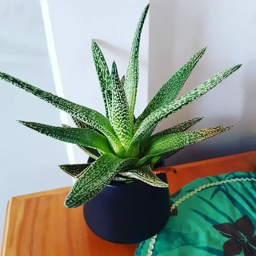 Variegated Succulent Plants for Growing