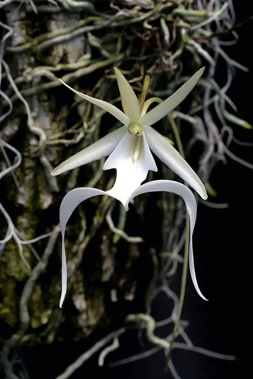 lovely best Rare and Unique Orchids Around the World
