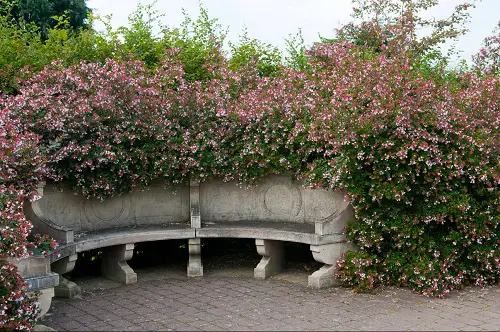 Best Shrubs to Grow Under the Oak Tree