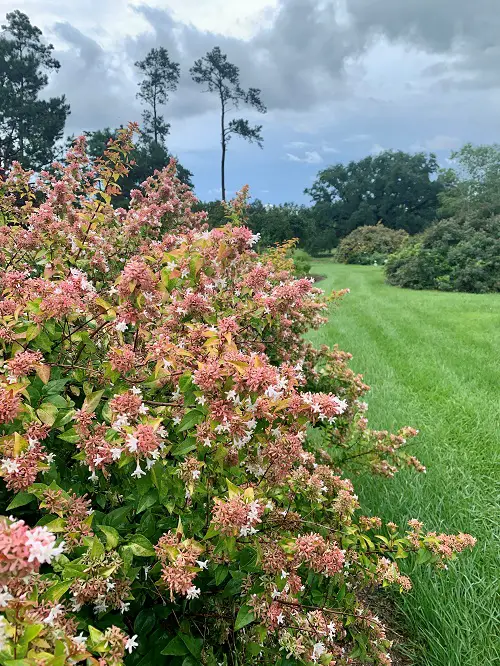 Low-Maintenance Shrubs 3