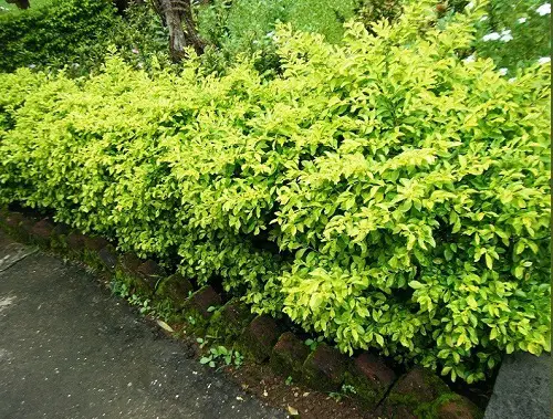 Low-Maintenance Shrubbery