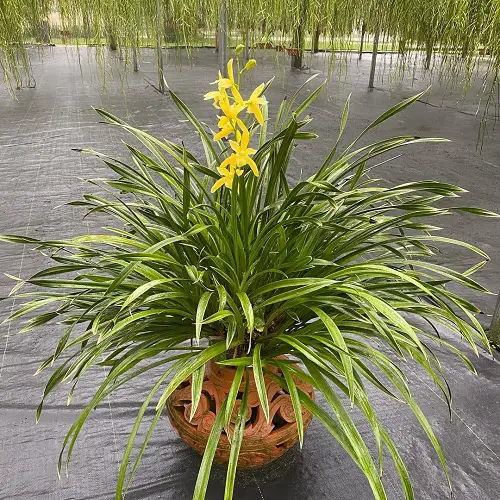 Best Cymbidium Orchid Varieties