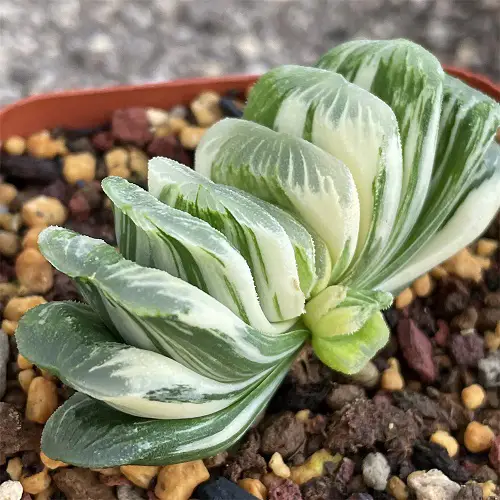 plants with White and Green Leaves