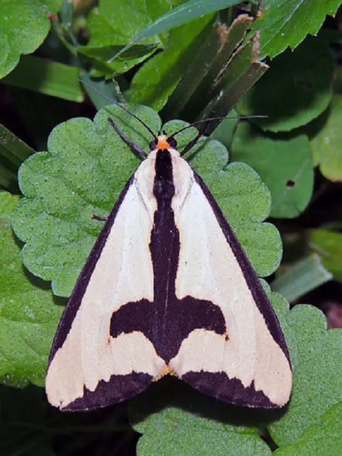 best Magnificent Moths That Are Just as beautiful as Butterflies