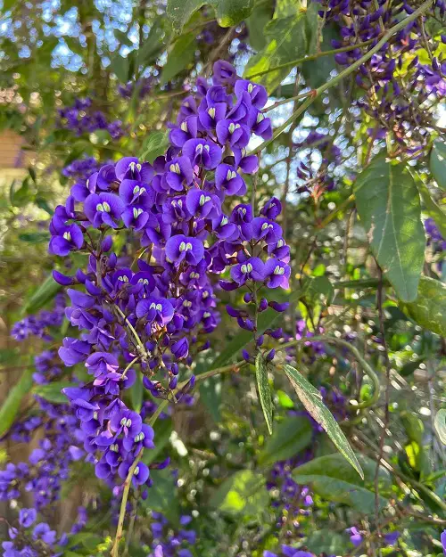 Best Vines to Grow Under the Oak Tree