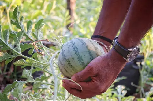 Harvesting Yellow Watermelons