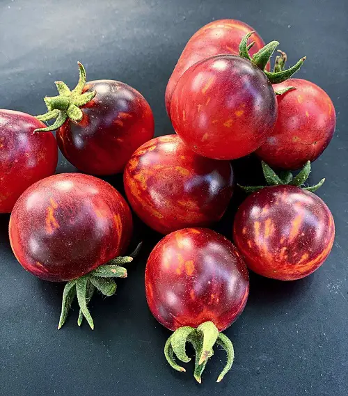 Harvesting Black Strawberry Tomato