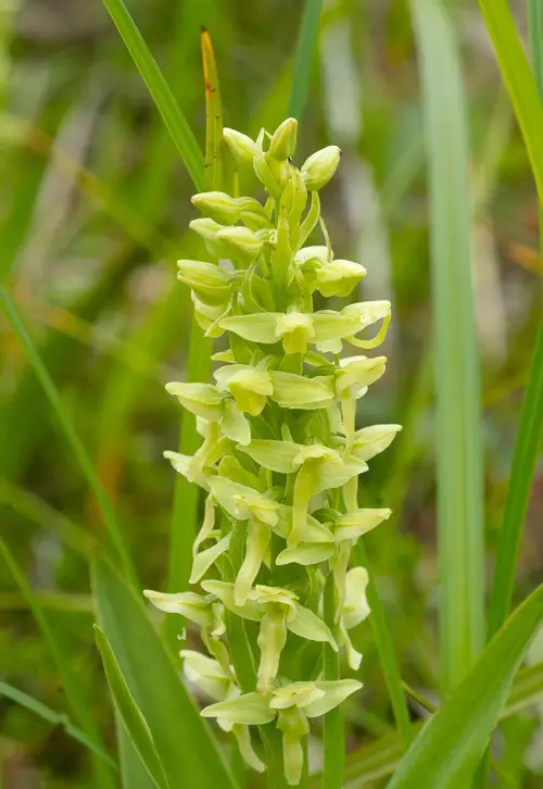 top rare and unusual orchid worldwide