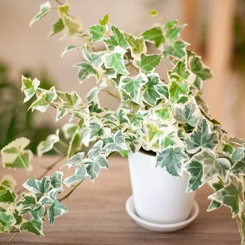top Stunning Indoor Plants with Green and White Leaves