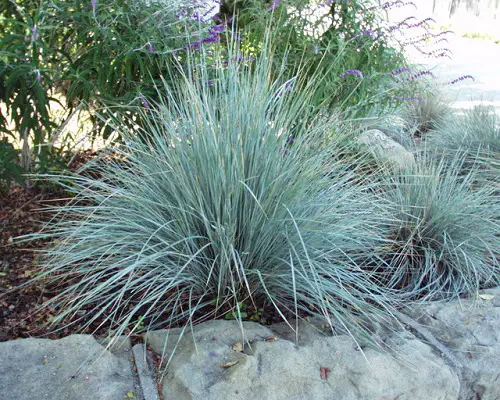 The Greatest Grasses to Grow Beneath an Oak Tree