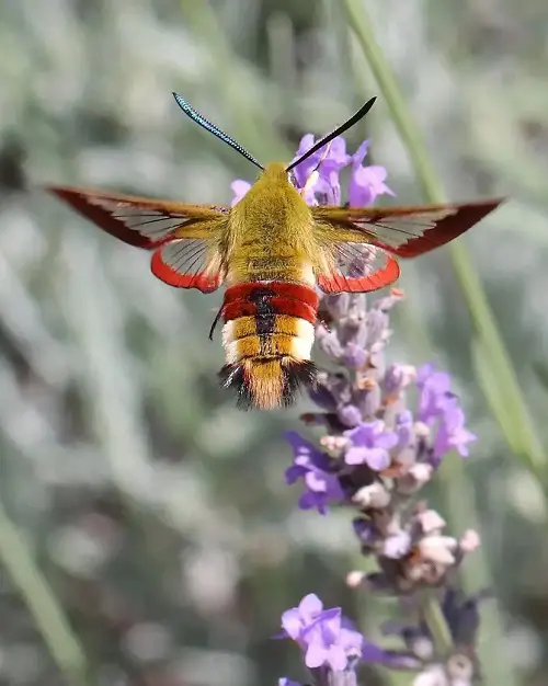 best Adorable Moths That Are Just as Gorgeous as Butterflies