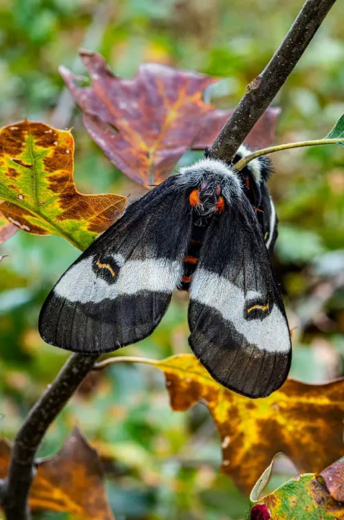 Moths That Equal Butterflies in Beauty
