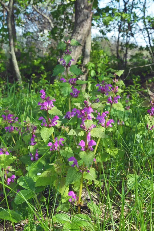 top Beautiful Weeds with Pink Flowers