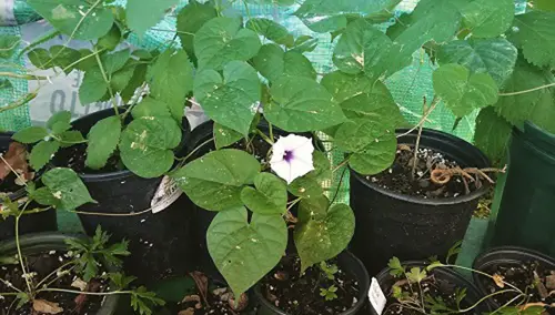 Best Herbs that Attract Money 5