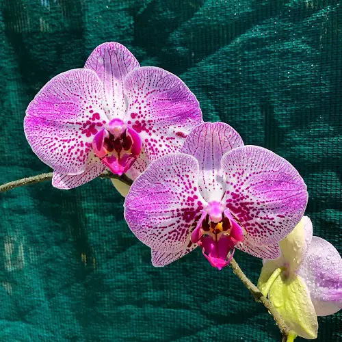 top Rare and Unique Orchids Around the World 6