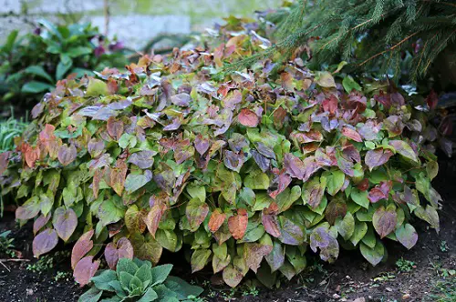 Requirements for Growing Horny Goat Weed