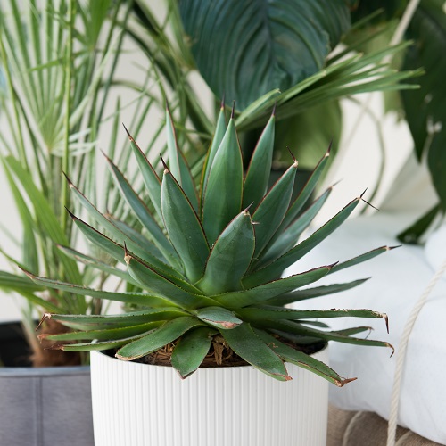 How to Grow Indoor Agave Plant | Agave Growing Guide 1