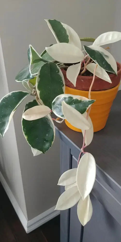 Indoor Plants with White and Green Leaves