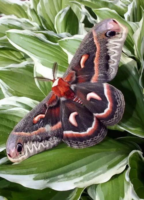 Adorable Moths That Equal Butterflies in Beauty
