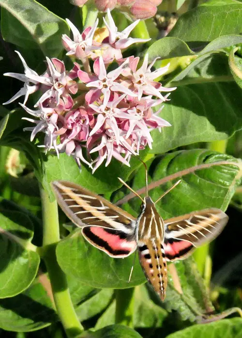 Adorable Moths That Are Just as Gorgeous as Butterflies