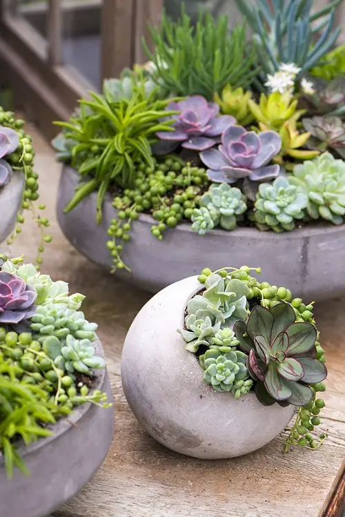 stunning Indoor Succulent Garden Idea