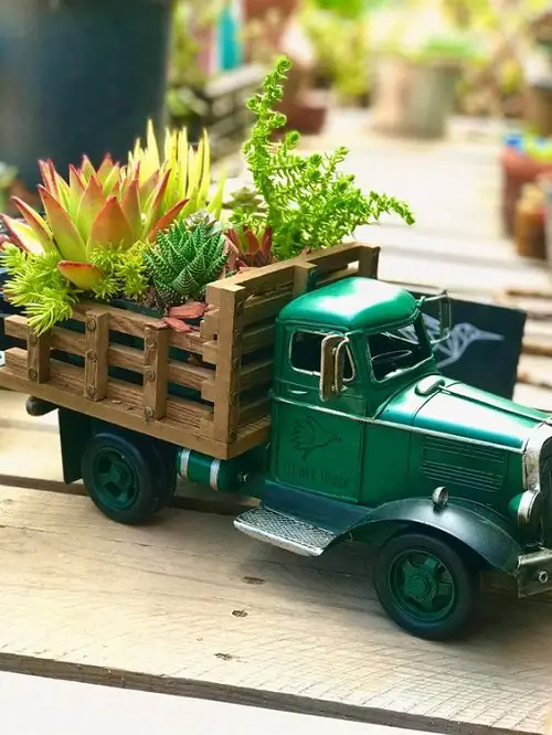 Succulent Delivery garden