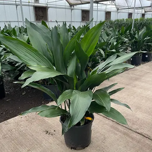 Types of Cast Iron Plant