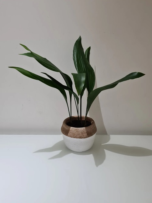 Types of Cast Iron Plant Right Below a Light