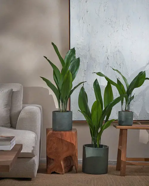 cost plant In the Living Room