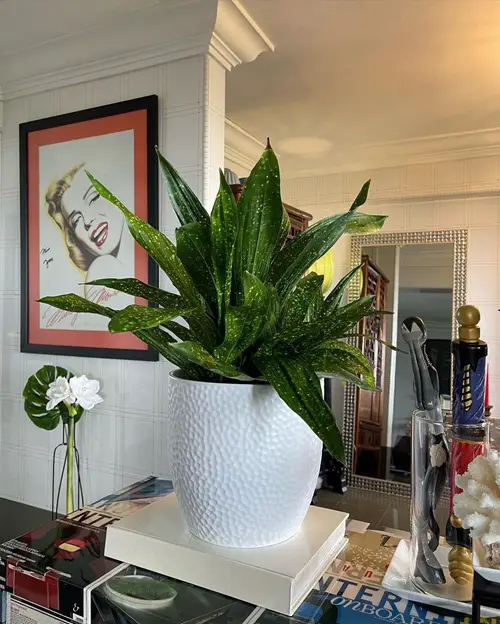 beautiful Stunning Types of Cast Iron Plant Pictures