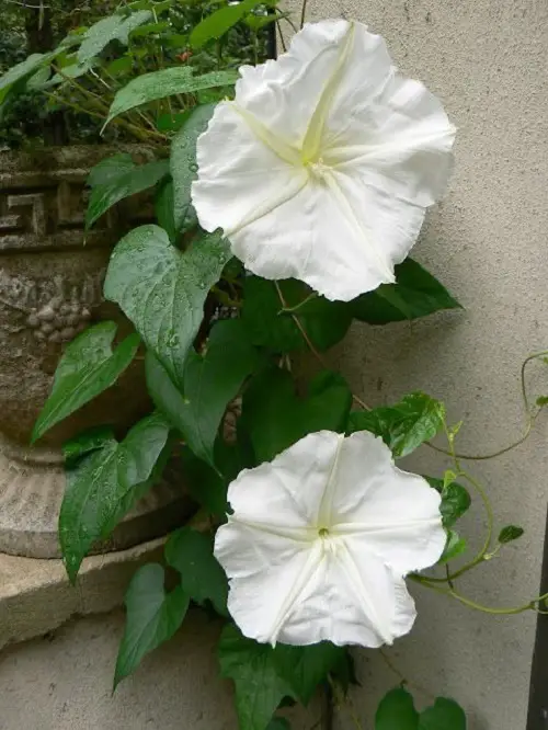 top Stunning Flowers that Bloom at Night