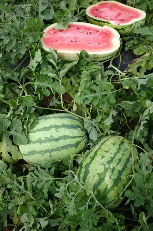 Different Watermelon Varieties That You Can Plant
