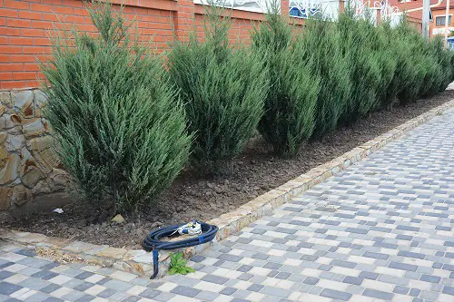 Best Low Maintenance Hedge Plants 25