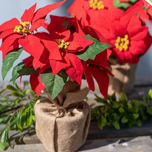 Hot Red Poinsettia with Yellow Stamens Pictures 24