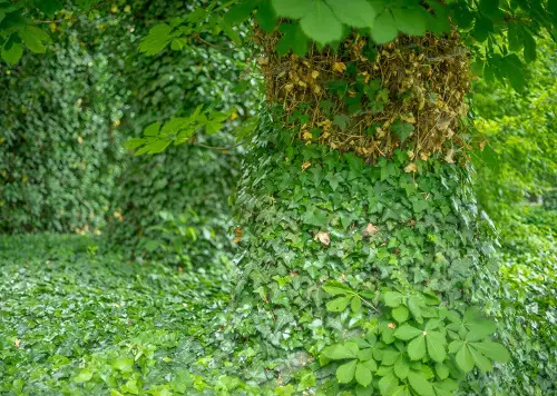 Vines to Grow Under the Oak Tree