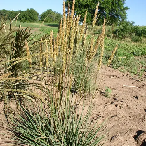 Greatest Grasses to Grow Beneath an Oak Tree