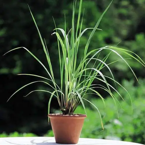 Best African Herbs You Can Grow for Cooking 1