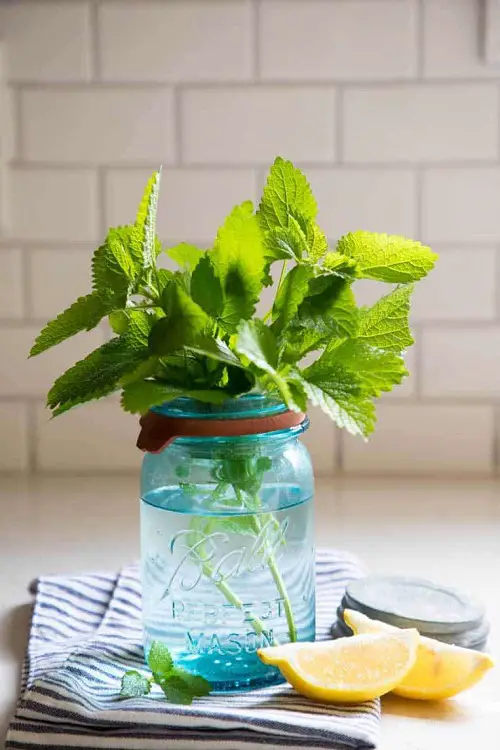 top Kitchen Plants that Grow in Water
