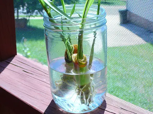 top Kitchen Plants that Grow in Water