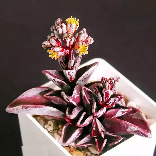Greatest Variegated Succulent Plant
