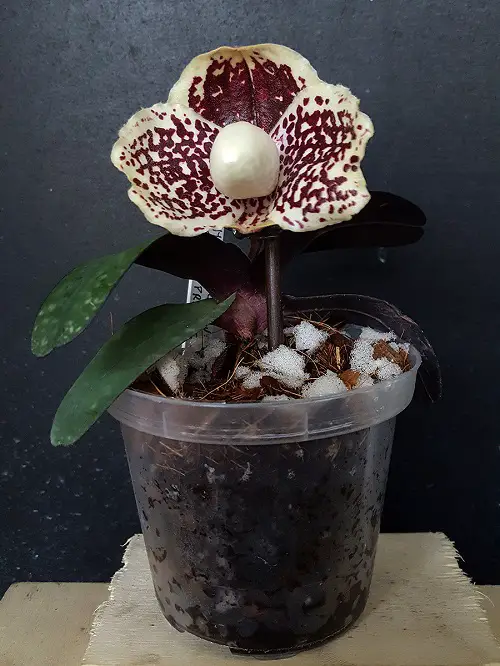 Greatest Orchid Varieties