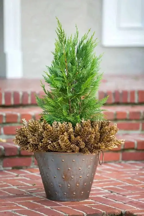 Christmas Plants to Plant Outside
