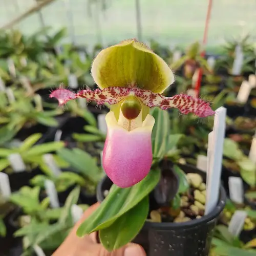 Rare and Unique Orchids Around the World