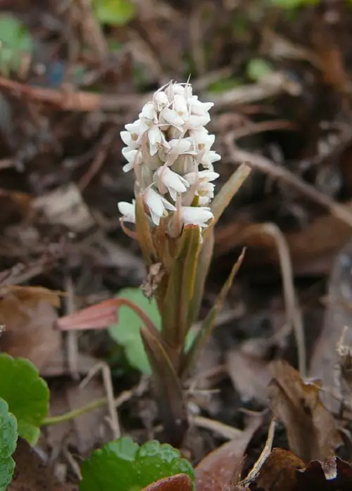 the world's greatest unusual and rare orchids