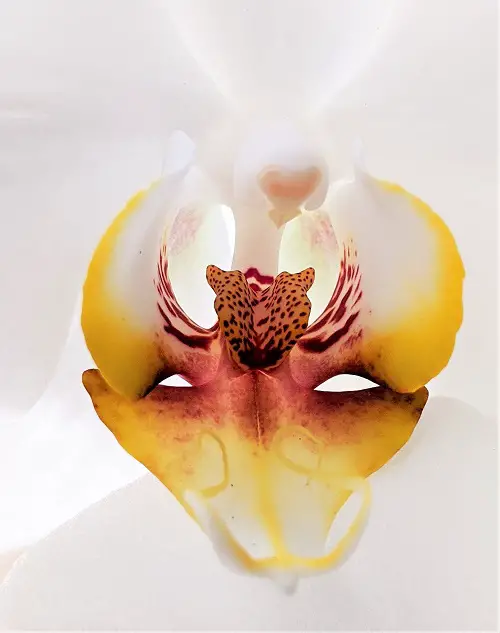 Amazing the world's greatest unusual and rare orchids